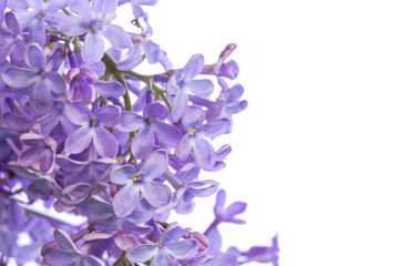 lilac flower on a white background
