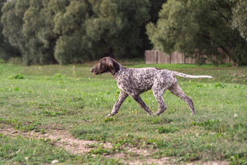 German Shorthaired Pointer, German kurtshaar one spotted puppy in motion, photo in profile, on...