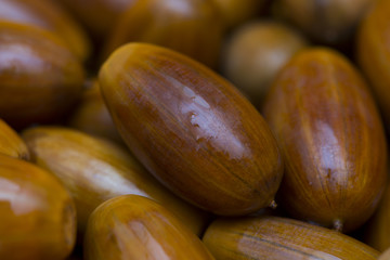 brown background, lots of acorns