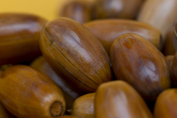 brown background, lots of acorns