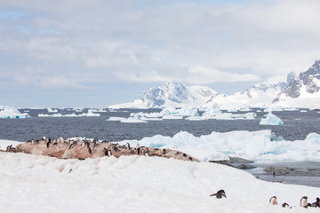 penguin in the arctic
