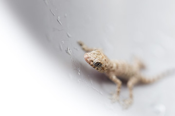 ordinary brown lizard