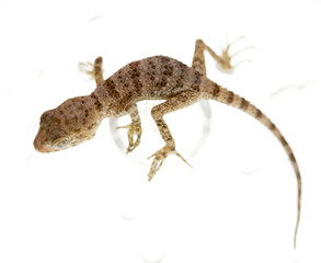 ordinary brown lizard