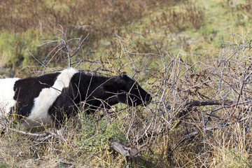 a cow in the village