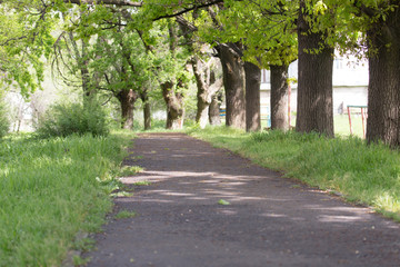 Fototapeta na wymiar spring, pavement in the park