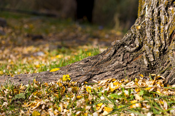 autumn, tree root and yellow leaves