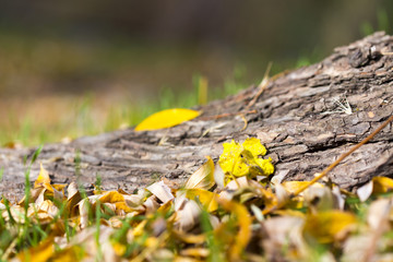 autumn, tree root and yellow leaves