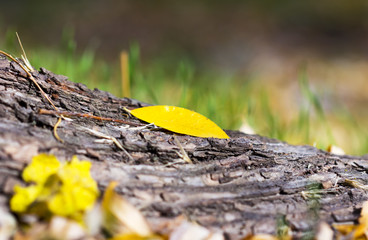 autumn, tree root and yellow leaves