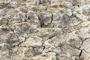 ecology, salty earth