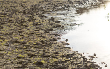 ecology, salty earth