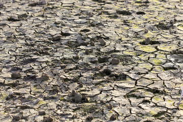 ecology, salty earth