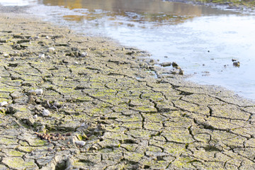 ecology, salty earth