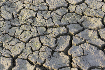 ecology, salty earth