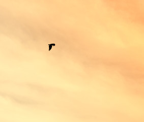 Naklejka na ściany i meble a bird of a raven in the sky