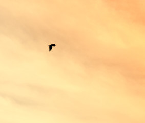 a bird of a raven in the sky