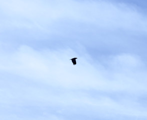 a bird of a raven in the sky