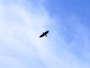 a bird of a raven in the sky