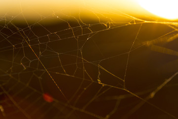 spider web under the sunset on thorny plants