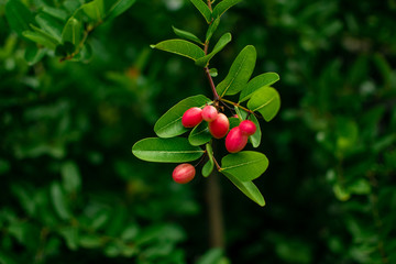 Cranberries in forest