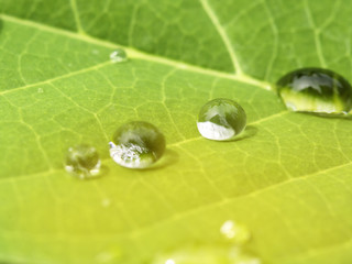 Nature background of green leaves texture and water drops in sunshine closeup macro nature on rainy season.