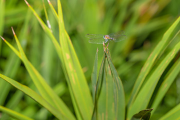 rear view photograph of dragonfly on top of palm frond