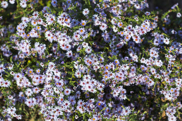 Fototapeta premium beautiful flowers in the yard