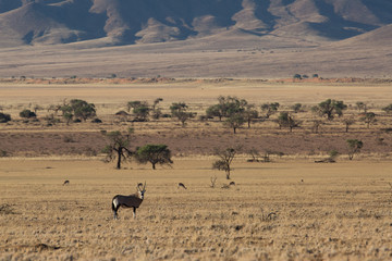 antelope in the savanna in africa