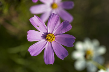 Obraz premium beautiful flowers in the yard