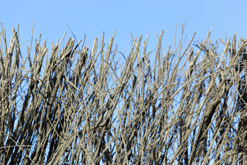 Fototapeta premium Fence and dry tree branch against the sky