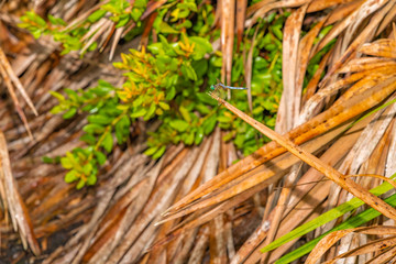 blue/green dragonfly on top of dead palm frond