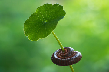 A milipede curled around a green leaf