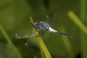 Blue dasher dragonfly on a twig in New Hampshire.