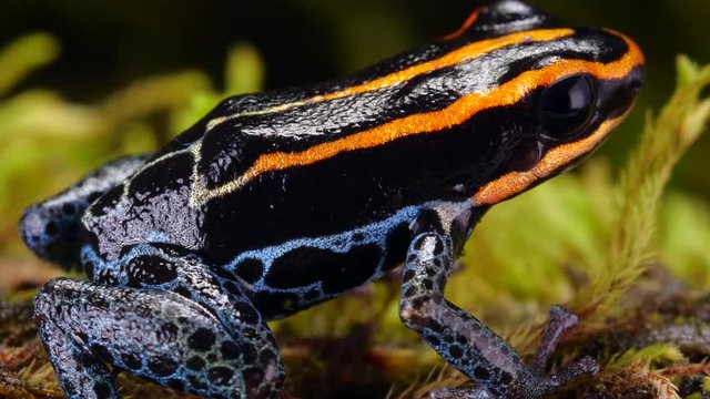 Reticulated Poison Frog (Ranitomeya ventrimaculata) on the rainforest floor in Ecuador.
