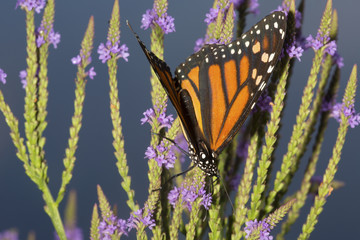Monarch butterfly on blue vervain flowers in New Hampshire.