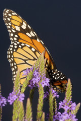 Monarch butterfly on blue vervain flowers in New Hampshire.