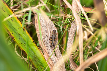 Cricket on a Brown Leaf Surrounded by Green Foliage