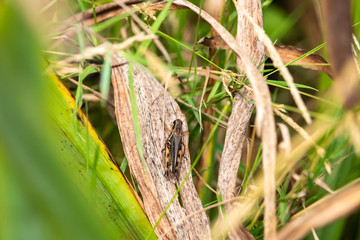 Cricket on a Brown Leaf