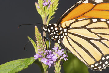 Monarch butterfly on blue vervain flowers in New Hampshire.