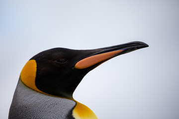 penguin in the arctic