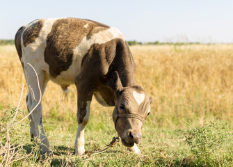 cattle in the field