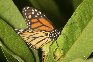 Monarch butterfly on milkweed leaves in New Hampshire.