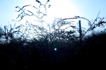 grass on sunset background