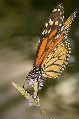 Monarch butterfly on blue vervain flowers in New Hampshire.