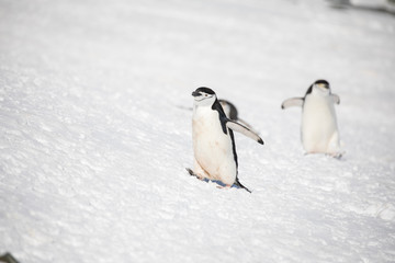 penguin in the arctic