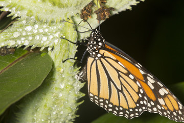 Obraz premium Monarch Butterfly na strąku nasion Milkweed w New Hampshire.