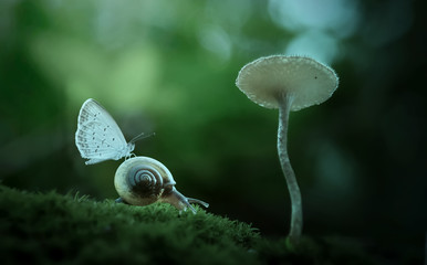 butterfly and snail  © Hatriansyah