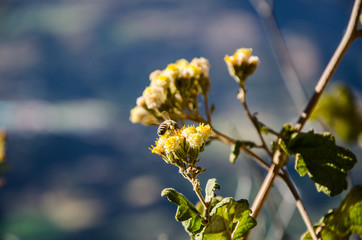 close-up of a Honey bee collecting pollen from a yellow flower