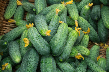freshly picked cucumbers from a garden bed in a basket.