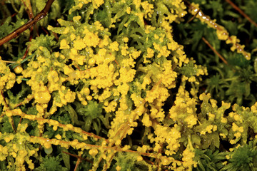 Yellow slime mold growing over peat moss in New Hampshire.