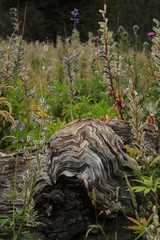 Flor de la Patagonia Chilena